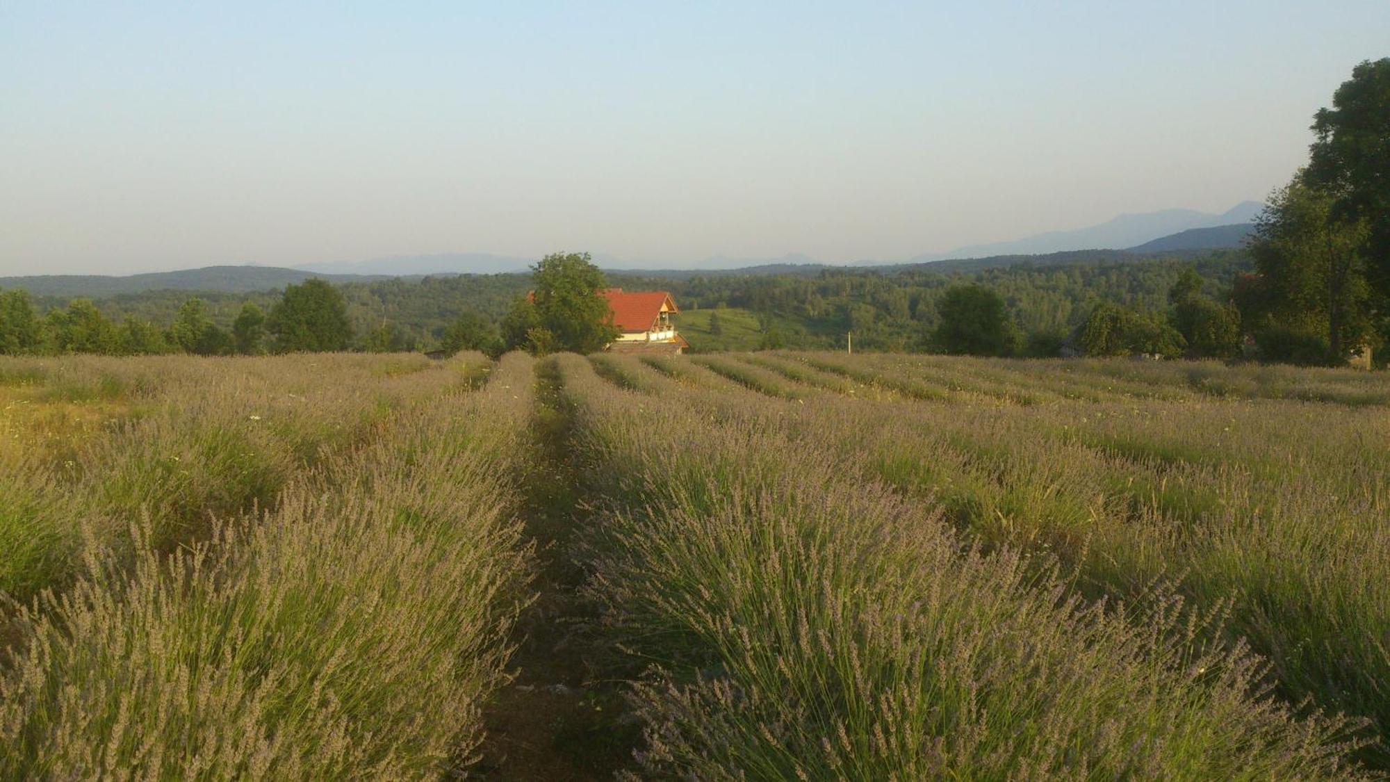 Lavanda Farm Apartmani Rakovica Exterior photo