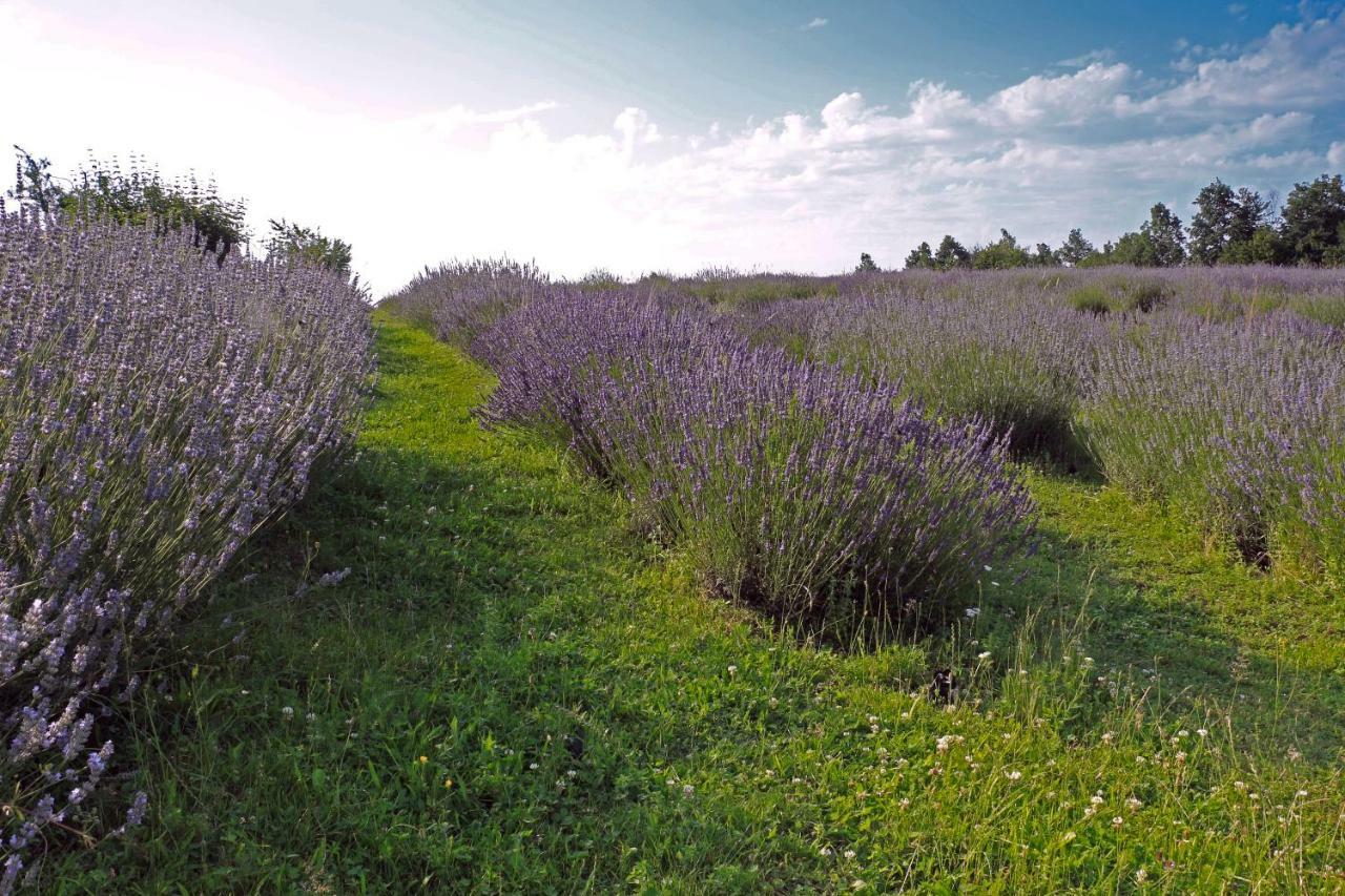 Lavanda Farm Apartmani Rakovica Exterior photo